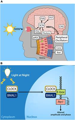 Disruptions of Circadian Rhythms and Thrombolytic Therapy During Ischemic Stroke Intervention